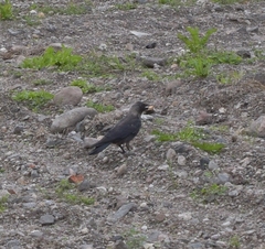Corvus monedula