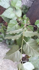 Betula