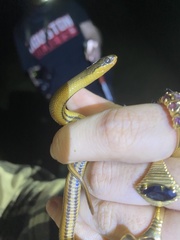 Liodytes rigida sinicola