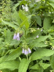 Symphytum