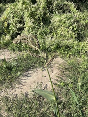 Echinochloa esculenta
