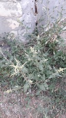 Atriplex tatarica