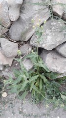 Picris hieracioides