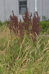 Rumex confertus