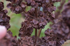 Rumex confertus