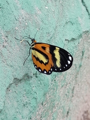 Placidina euryanassa