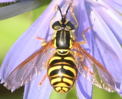 Chrysotoxum pubescens