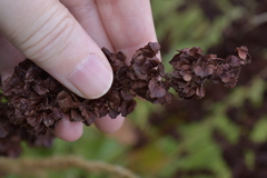 Rumex confertus