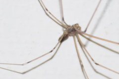 Holocnemus pluchei