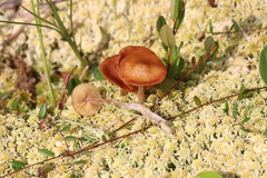 Galerina tibiicystis