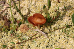 Galerina tibiicystis