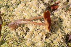 Galerina tibiicystis
