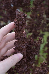 Rumex confertus