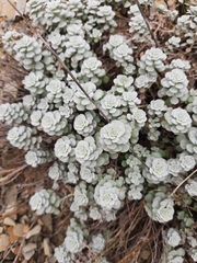 Odontarrhena obtusifolia