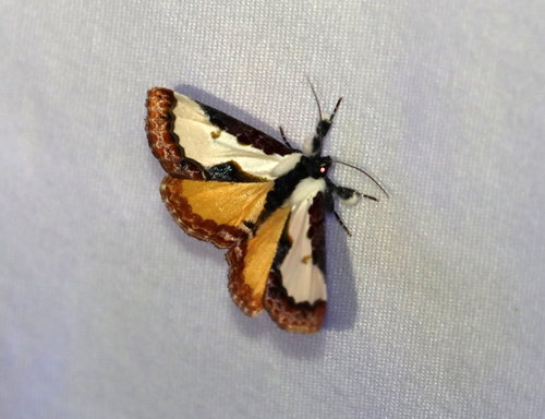 Pearly Wood-nymph photo 6