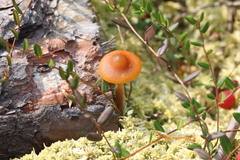 Galerina tibiicystis