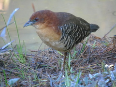 Laterallus xenopterus