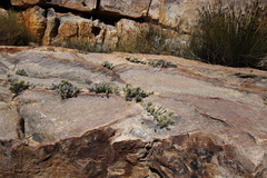 Dolichothrix ericoides