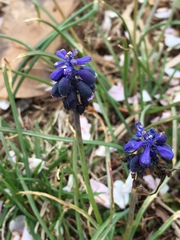 Muscari neglectum