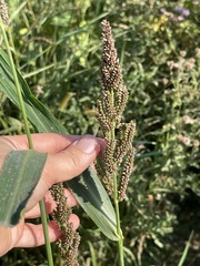 Echinochloa esculenta