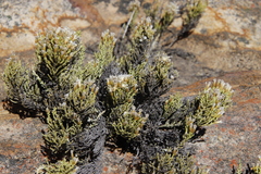 Dolichothrix ericoides