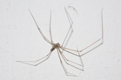 Holocnemus pluchei