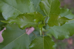 Populus