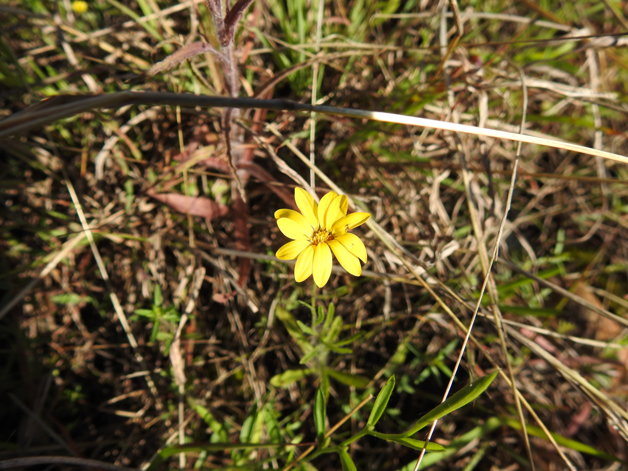 Bradburia hirtella