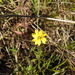 Chrysopsis texana - Photo (c) Kathy McAleese, algunos derechos reservados (CC BY-NC-ND), subido por Kathy McAleese