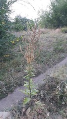 Verbascum lychnitis