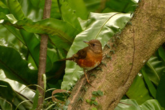 Brown-Headed Thrush photo 3