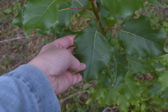 Populus