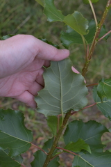 Populus