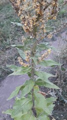 Verbascum lychnitis