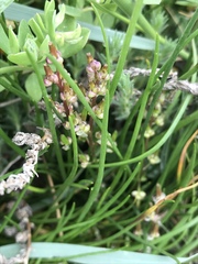 Triglochin barrelieri