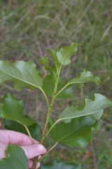 Populus
