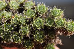 Veronica pulvinaris