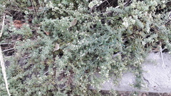 Galium humifusum