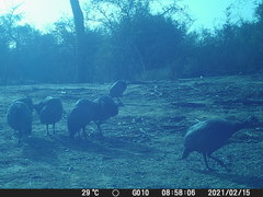 Numida meleagris galeatus