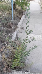 Ulmus pumila