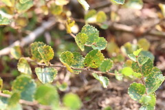 Melampsoridium betulinum