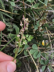 Triglochin barrelieri