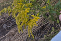 Solidago canadensis