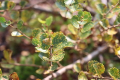 Melampsoridium betulinum