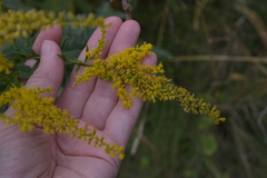 Solidago canadensis