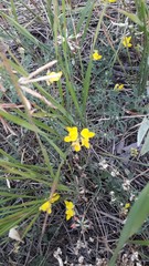 Lotus corniculatus