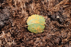 Melampsoridium betulinum