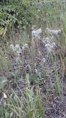 Eryngium planum