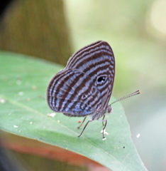 Semomesia tenella