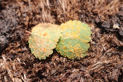 Melampsoridium betulinum